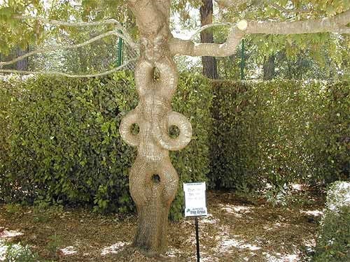 Cái cây có thể uốn, xoắn nhiều hình thù khác nhau, vô cùng kỳ lạ.