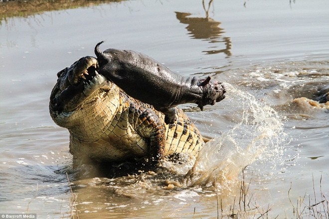 Màn vờn mồi của sát thủ đầm lầy được ghi lại ở Công viên Kruger, Nam Phi.