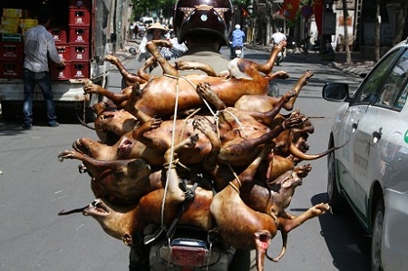 "Thành phẩm" được mang đi phân phối cho các nhà hàng.