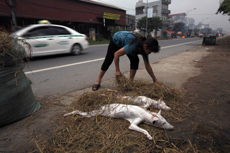 Thui chó trên đường phố.