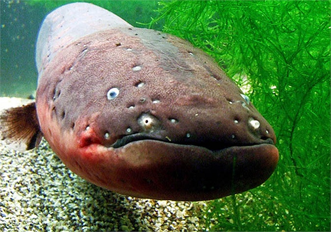 Lươn điện tên khoa học là The Electric Eel. Chúng là một loài cá, có thể phát ra điện để giật kẻ thù và để săn mồi.