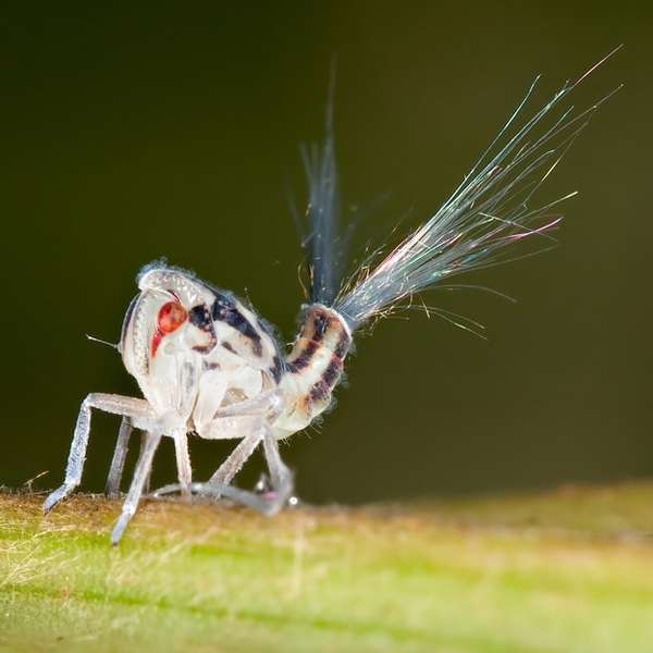 Bọ rầy có thể tiết ra một loại sáp từ một tuyến đặc biệt ở phần bụng và một số phần khác của Sh88bet đăng ký miễn phí giúp bảo vệ Sh88bet đăng ký miễn phí.