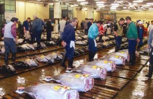 Ban đầu, Tsukiji chỉ là một khu tiếp nhận dịch vụ hải sản từ Osaka Tokyo. Sau đó, chợ mở rộng quy mô theo dân số của Tokyo ngày một tăng dần và đông đúc hơn.