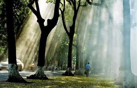 Nắng chiều Thu khiến cảnh vật như bừng lên một màu vàng quyến rũ và thơ mộng.