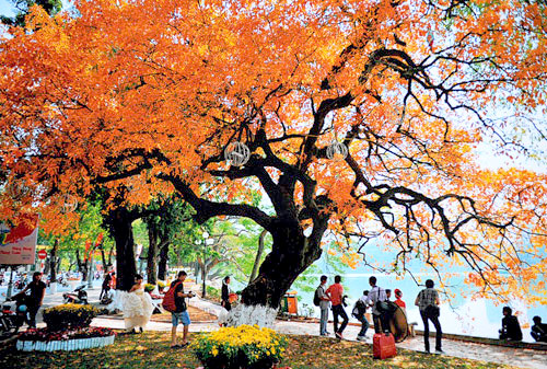 Khối màu vàng đang dần bao phủ khung cảnh quanh hồ Gươm trong những ngày Thu.
