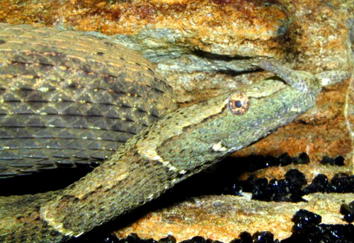 Nó có tên khoa học là Erpeton tentaculatum Lacepede.