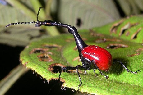 Mọt cao cổ là một loài bọ cánh cứng đặc hữu của bán đảo Madagascar. Chúng có một chiếc cổ dài hơn 2 lần chiều dài Sh88bet đăng ký miễn phí.