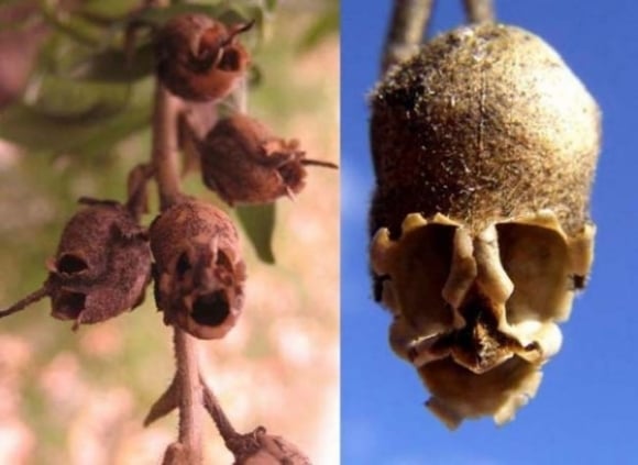 Snapdragon thường mọc ở Mỹ và Bắc Phi với hình dáng kỳ lạ. Khi hoa héo đi để hình thành quả nhìn nó chẳng khác nào một hộp sọ đáng sợ.