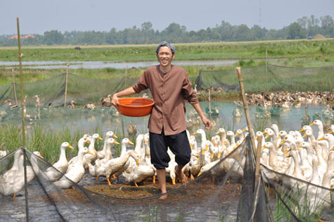 Hoài Linh còn làm chủ cả một đàn vịt lớn.