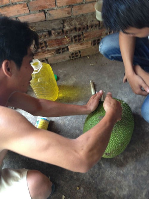 Mít non chín trong vòng một ngày. Với mỗi bịch hóa chất Trung Quốc có giá 100.000 đồng, gồm 10 lọ, sau khi pha vào nước và “tiêm” cho mít, có thể khiến vài tấn mít chín trong vòng một đêm.