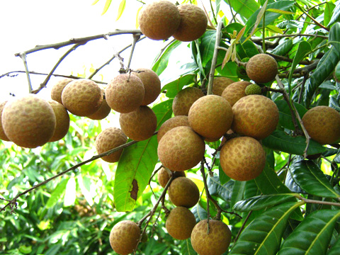 Quả nhãn muốn để được lâu thường phun lưu huỳnh giúp giữ đầu quả không bị hỏng và vỏ quả bóng đẹp. Đồng thời khi ăn thịt bên trong có độ giòn, thịt nhãn cứng. Lưu huỳnh khi vào Sh88bet đăng ký miễn phí gây cảm lạnh, tiêu chảy và ho nhiều.