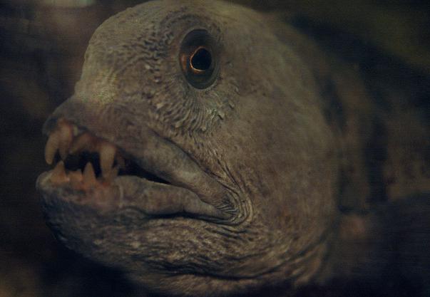 ...Cá Sea Wolf là nỗi khiếp sợ đối với những ai từng một lần chạm trán với nó.