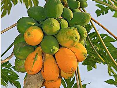 Điều trị bệnh viêm khớp. Vitamin C được biết đến là chất có tác dụng chống oxy hóa, kháng viêm rất tốt. Trong đu đủ lại chứa rất nhiều Vitamin C, vì vậy nó có thể hỗ trợ chữa trị bệnh viêm đa khớp – một hình thức của viêm khớp dạng thấp.