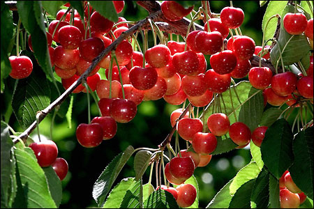 Quả anh đào. Cũng như quả mọng, quả anh đào chứa nhiều chất flavonoid có tác dụng ngăn rụng tóc hiệu quả.