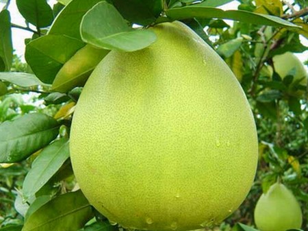 Quả bưởi. Cũng như cam, bưởi cũng là loại quả có múi có hàm lượng vitamin C cao. Vitamin C là một chất chống ô xy hóa có khả năng thúc đẩy sự lưu thông máu, qua đó làm giảm rụng tóc một cách tự nhiên.