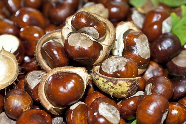 Hạt dẻ chứa nhiều protein, chất béo, canxi, sắt, lân, kẽm và các vitamin có tác dụng lưu thông máu, bổ thận, cung cấp chất dinh dưỡng cho cơ bắp. Bà bầu thường xuyên ăn hạt dẻ không những khỏe mạnh, xương chắc mà còn giảm mệt mỏi trong thời gian thai kỳ.