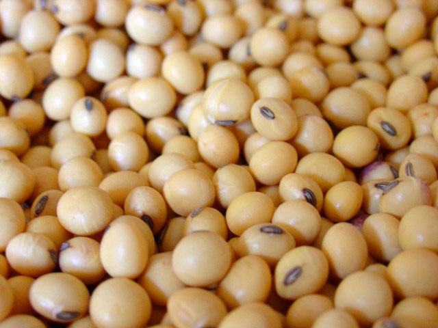 Đậu nành là loại thực phẩm rất giàu protein. Đậu nành giúp cải thiện sự phát triển của hệ xương và cơ. Hơn nữa, đậu nành có thể chế biến rất nhiều Shbet0099 cá cược trực tuyến tuyệt vời giành cho bé.