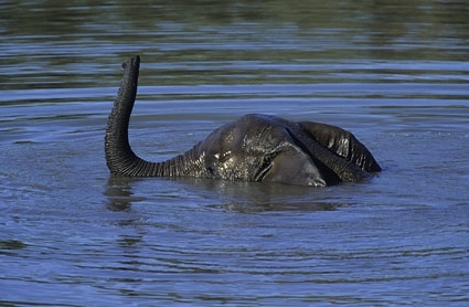 Từng có nhiều lời đồn đoán về quái vật hồ Loch Ness, nhưng đến nay nó vẫn là điều bí ẩn.