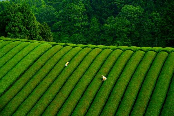 Những vườn chè Wazuka ở Nhật Bản.