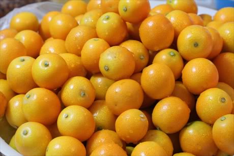Quất vàng: Quất thuộc họ cam quýt, quả nhỏ, tròn dạng hình trứng. Ngoài nguồn canxi, quất cũng chứa nhiều vitamin C, chất xơ và các chất dinh dưỡng khác như: mangan, vitamin A, vitamin B2, sắt, magiê và đồng. Nước quất ngâm đường phèn không những nhiều canxi cho bé mà con giúp con trị ho, long đờm rất hiệu quả