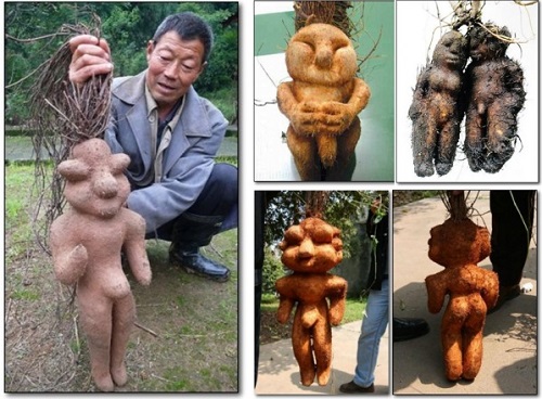 Cây Bông tuyết được người Trung Quốc dùng như một vị thuốc. Điều thú vị của loài cây này nằm ở rễ có hình thù giống như eva và adam.