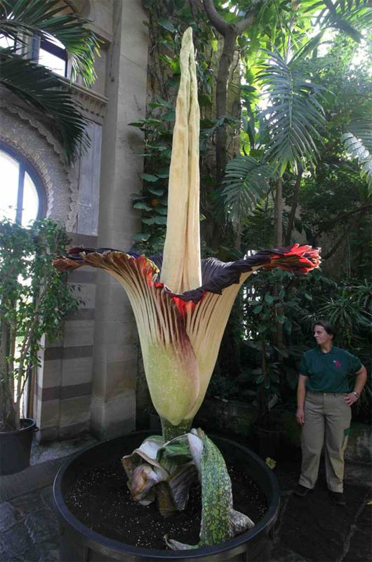 Cây xác chết (morphophallus titanum) có mùi giống như thịt thối mặc dù hình dáng, màu sắc trông chẳng tới nỗi nào.