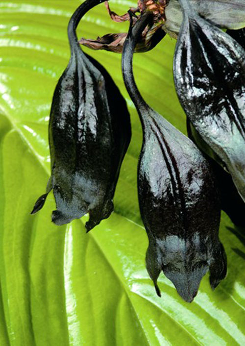 Hoa dơi Tacca Chantrieri có chiều cao khoảng 70 cm với những bông hoa tua tủa xúc tu dài tới 30 cm, trông giống như những con dơi đáng sợ.