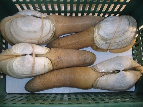 Ốc vòi voi (geoduck) thực chất là một loài nghêu dưới nước lớn, vừa giống dương vật, vừa giống âm đạo.