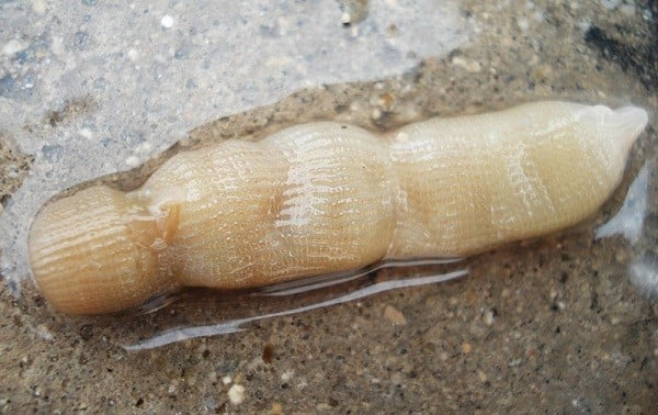 Sâm đất (tên khoa học: Sipunculus nudus) có vẻ bề ngoài khá 'nhạy cảm', trông giống như dương vật của phái mạnh cả về hình dáng, màu sắc lẫn kích thước.
