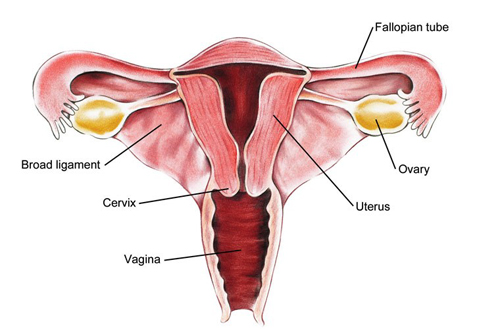 Kích thước tuy bé nhưng số lượng lại cực lớn. Ngay từ khi còn là bào thai, một bé gái đã có 10-20 triệu trứng nằm ở buồng trứng hai bên. Thực ra ban đầu, khi thai 5 tuần tuổi, chỉ có khoảng trên dưới 1.000 tế bào sinh dục trong buồng trứng, được tạo ra bởi lớp bên trong của phôi thai. Chúng liên tục phân chia và đạt con số khủng kể trên lúc thai 5-7 tháng.