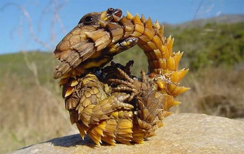 Thằn lằn quỷ gai (Moloch Horridus) là loài động vật bò sát ở Australia. Nó còn có tên gọi khác là thằn lằn gai, rồng gai hay thằn lằn Moloch. Chúng có thân gai góc và một cái “đầu giả” để đánh lạc hướng động vật săn mồi.