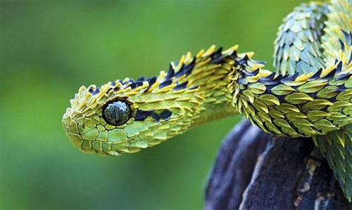 Rắn vảy sừng Bush Viper (Atheris) là một loài rắn có màu sắc lạ và những vây cứng nhọn trên Sh88bet đăng ký miễn phí. Không tấn công con người và các động vật to lớn nhưng lượng nọc độc chúng tiết ra sau mỗi cú đớp có thể khiến người trưởng thành tử vong.