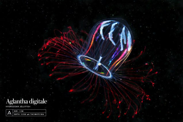 Aglantha Digitale, loài sinh vật biển tuyệt đẹp, được tìm thấy ở vùng biển phía bắc của Đại Tây Dương và Thái Bình Dương.