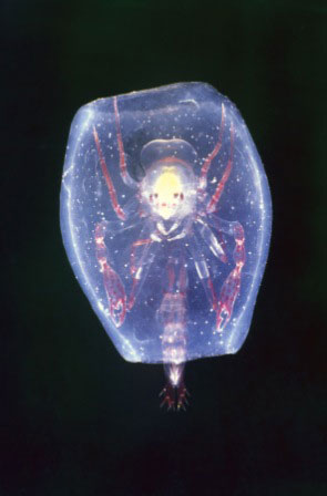 Loài động vật trông như quả cầu phát sáng thuộc nhóm động vật giáp xác chân hai loại (amphipod) Phronima, nó có thể sản suất chất keo sệt tựa như cái thùng bao quanh Sh88bet đăng ký miễn phí.