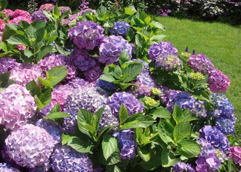 Cẩm tú cầu: Tên khoa học là Hydrangea macrophylla. Lá và củ cây có chất Hydragin-cyanogenic glycoside gây tiêu chảy, ói mửa, thở gấp.