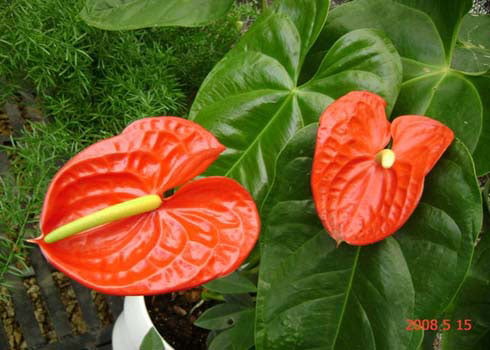 Hồng môn: Tên khoa học là Anthurium spp. Tất cả các bộ phận của cây đều có độc tố Calcium oxalate và Asparagine Việc ăn phải loại thực vật này có thể gây bỏng rát vùng họng, Shbet123 Link Vào ShBet Mới Nhất và ruột.