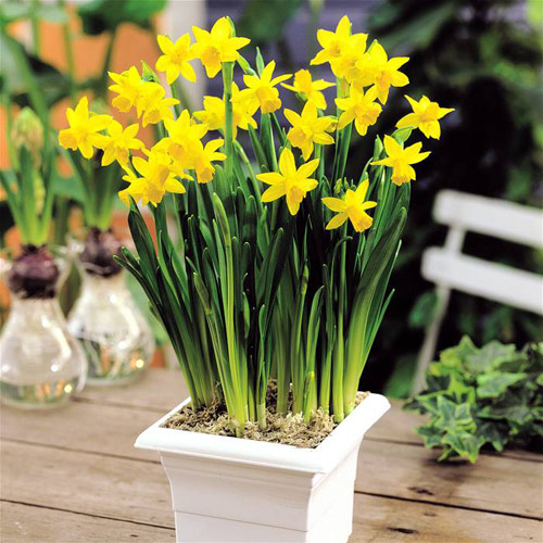 Hoa loa kèn Arum/ Ý lan: Tên khoa học là Zantedeschia aethiopica. Lá và củ cây đều có chất độc đường ruột Calcium oxalate. Khi ăn phải loại thực vật này có thể bị ói mửa, bỏng rát bề mặt niêm mạc.
