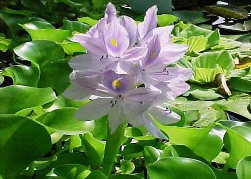 Lục bình: Tên khoa học là Eichhornia crassipes. Tất cả các bộ phận của cây đều có độc gây chứng ăn không tiêu, ói mửa trên chó, mèo và một số vật nuôi khác khi ăn phải.