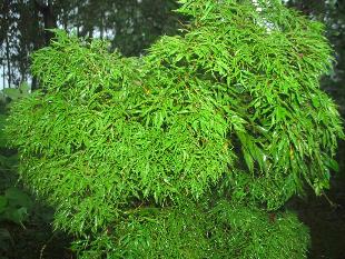 Cây đinh lăng lá nhỏ. Theo kinh nghiệm dân gian, lá đinh lăng tươi nấu với cá đồng hoặc thịt nạc sẽ giúp tăng lượng sữa và các dưỡng chất có trong sữa. Còn đối với rễ cây đinh lăng lâu năm, các mẹ có thể nấu với gừng tươi theo tỷ lệ 40 g rễ cây : 6-8 g gừng rồi dùng nước để uống, cách này giúp trị tắc tia sữa rất hiệu quả.