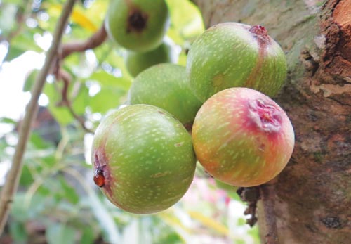 Quả sung. Theo các nhà khoa học, dưỡng chất có trong quả sung là những dưỡng chất cần thiết cho Sh88bet đăng ký miễn phí người mẹ giúp tạo sữa hiệu quả. Còn theo Đông y, ngoài tác dụng lợi sữa, quả sung còn có tính mát, có tác dụng thông huyết, lợi tiểu, tiêu đờm, tiêu viêm, sát trùng. Với loại quả này, các mẹ có thể ăn trực tiếp hoặc phơi khô lá non và quả sắc uống hàng ngày.