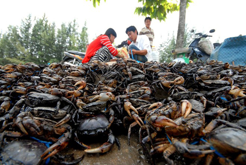 Chợ cua đồng Trường Xuân, huyện Tháp Mười – Đồng Tháp được xem là chợ cua lớn nhất miền Tây. Vào thời điểm này, mỗi ngày nơi đây tập kết hơn 100 tấn cua lớn nhỏ để vận chuyển lên TP.HCM và các tỉnh thành trong khu vực.