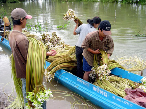 Cùng với các chợ rùa rắn, côn trùng, thủy hải sản, nhiều nhóm chợ nhỏ mua, bán sỉ các mặt hàng rau, hoa thủy sinh trong mùa lũ như bông súng, điên điển cũng được lập ở ven bến sông các vùng biên giới An Giang và Đồng Tháp.
