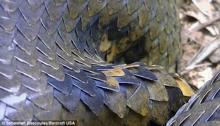 Cận cảnh lớp vảy đáng sợ của con trăn anaconda khổng lồ.