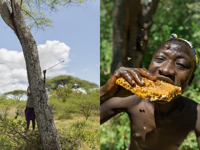 Một người Hadza đang ăn sáp ong mà anh ta vừa tìm được. Mật ong là một phần quan trọng trong thực đơn của những người Hadza.