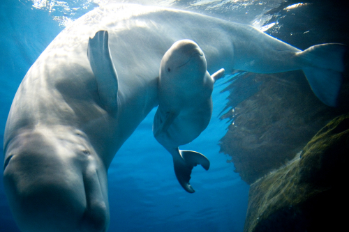Thủy cung Shedd, Chicago là một trong những thủy cung được ghé thăm nhiều nhất ở Mỹ. Đây là nơi sinh sống của 1.500 loài bao gồm cá, động vật biển có vú, chim, rắn, ếch nhái và côn trùng.