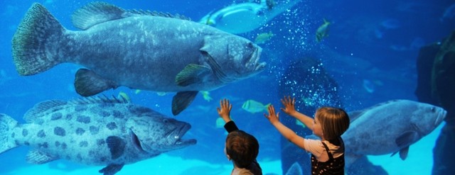 Thủy cung Ushaka Sea World là một trong những điểm du lịch hấp dẫn nhất Durban, Nam Phi. Nó mô phỏng Shbet16 chơi game trực tuyến đa dạng trong lòng đại dương, với nhiều loài động vật, từ cá ngựa cho đến cá mập, cá heo.