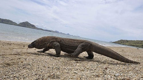 Hiện có 3.500 cá thể rồng Komodo đang sống ở Indonesa nhưng chỉ 350 con là rồng cái. Mất cân bằng giới tính cùng sự mở rộng nơi sinh sống của con người khiến loài sinh vật này có nguy cơ tuyệt chủng.