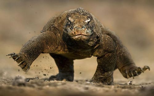 Trong nhiều trường hợp rồng Komodo tấn công các làng để sát hại gia súc. Thậm chí chúng cũng sẵn sàng tấn công và ăn thịt con người nếu có cơ hội.