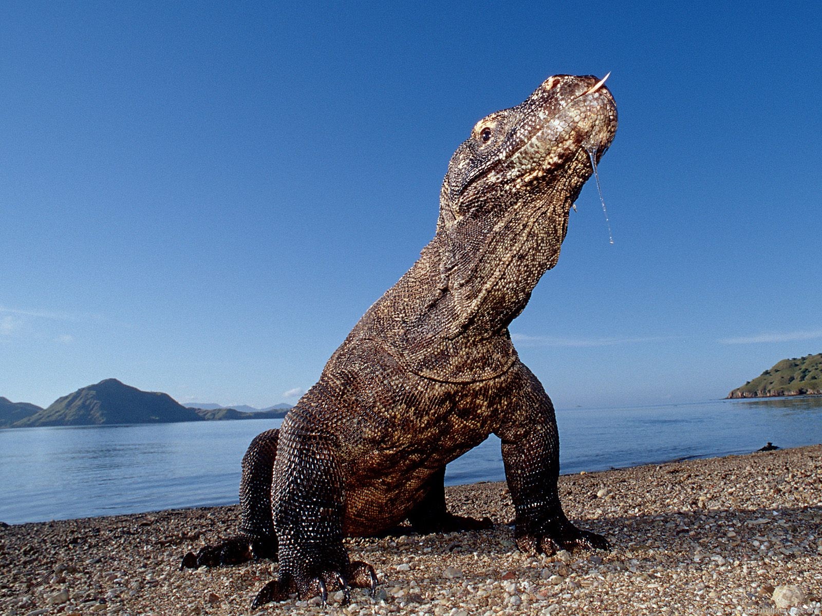 Rồng Komodo là loài động vật ăn thịt. Chúng ăn côn trùng và cả những động vật lớn như dê, lợn và trâu rừng.
