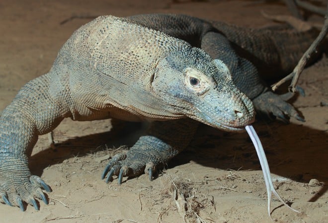 Komodo, một đảo của Indonesia, là nơi số lượng rồng Komodo đạt mức lớn nhất. Với diện tích 1.800 m2, đảo là một phần của vườn quốc gia Komodo.